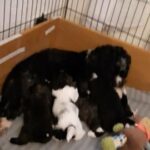 For sale beautiful lhasa apso puppies