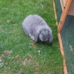 Blue pure french lop buck for sale, 3 months old