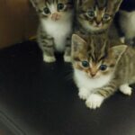 Super cute, very friendly kittens available and ready!