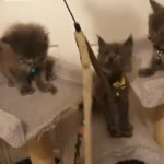 Maine Coon kittens solid blue
