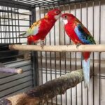 Gorgeous baby Rosellas available and ready now!