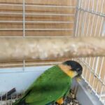 Super cute baby black headed caique available and ready!