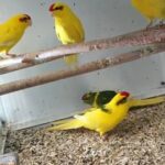 Beautiful Kakarikis available and ready now