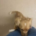 beautiful dachshund cross spaniel female