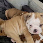 Bulldog pups available immediately