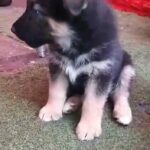 husky x gsd