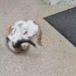 2 beautiful kittens for sale
