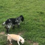 dachshunds