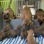 American Bully XL