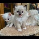 Rare Flame-Point Ragdoll Kittens in NW London