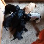 Cocker spaniel puppies family pets mum and dad