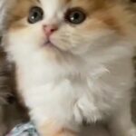 cute Kitten is looking for a lovely family