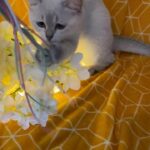 British shorthair colourpoint kitten