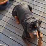 stunning rottweiler female