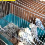 Baby Budgies
