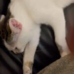 kitten looking for new loving home