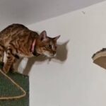 Bengal Female Pedigree registered
