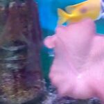 Multicoloured Parrot Wrasse Fish