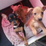 Miniature Pinscher puppies