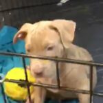 XL American bully male ABKC registered