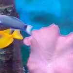 Fox Face/Rabbit Fish 23cm