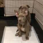 XL American Bully female ABKC registered