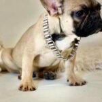 french bulldog puppies