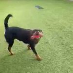 Rottweiler female
