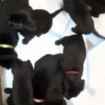 beautiful litter of sheprador puppies