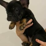 french bulldog Black and Tan male