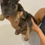 Male Lilac and Tan french bulldog