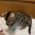 High Quality Bengal Boy