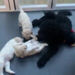 Standard labradoodle puppies