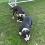 ?Christmas Offers? American Bully Male and Female