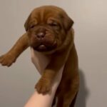 Kc Dogue De Bordeaux