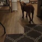 Shelby 9ry Shar Pei
