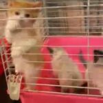 beautiful kittens for sale