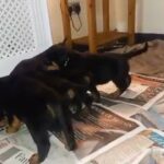 7 week rottweiler puppies for sale ready on 20th dec