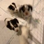 cocker spaniel puppies