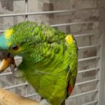 Baby Blue Front Amazon Talking parrot