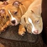 ABKC REGISTERED POCKET BULLY PUPS