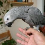Handreared baby african grey
