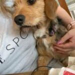 Beautiful 1 year old beagle cross for sale