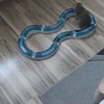 scottish fold kitten