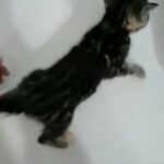 cute bengal kittens ready for new home