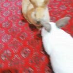 rabbits for sale barking london