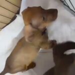Beautiful puppies dachshunds