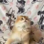 British longhair boy