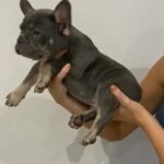 Female french bulldog