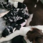 STUNNING SILVER MERLE SPROODLES